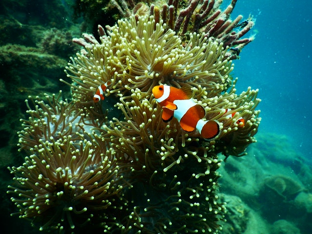 clownfish